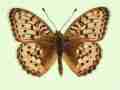 Argynnis aglaja male (aberrant form albicans) (Internet Image property of respective owner, non-commercial use only)